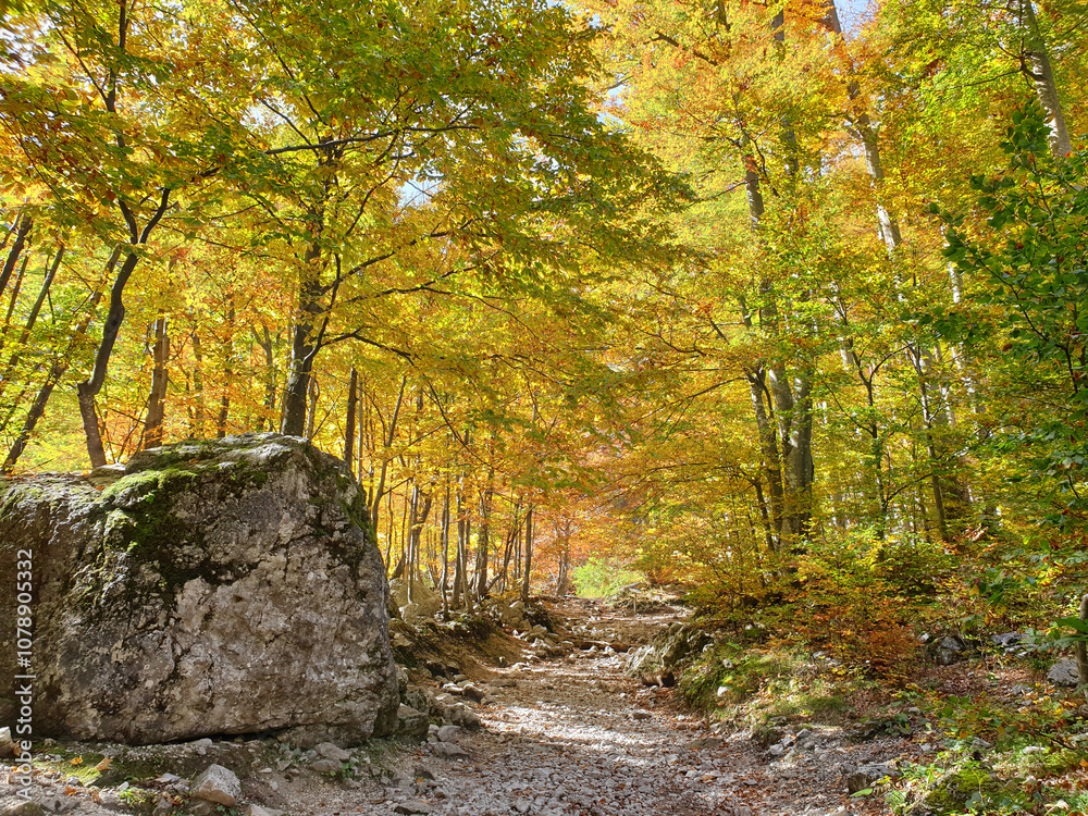 bright yellow color trees and stones at sunny day at Logar valley - Slovenia