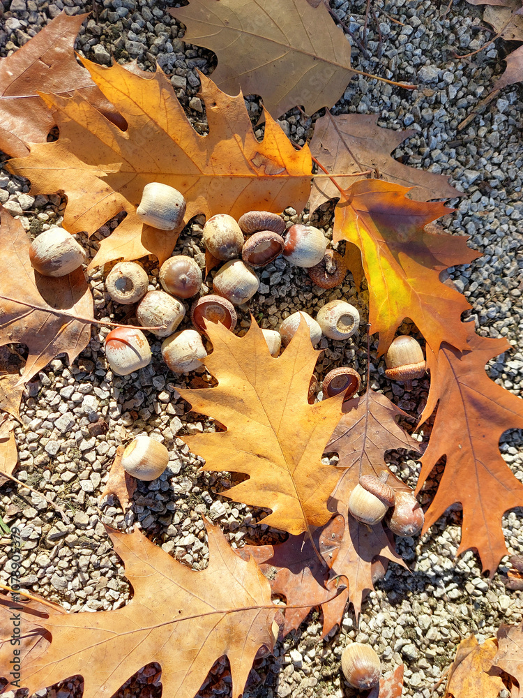 leaves and acorns of northern red oak on ground. Autumn season