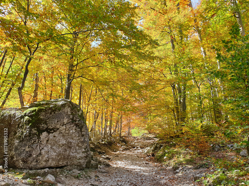 Obraz na płótnie bright yellow color trees and stones at sunny day at Logar valley - Slovenia w salonie