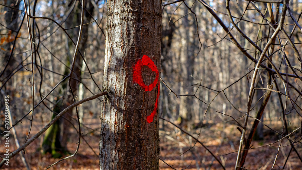 Marked trees by numbers, deforestation preparation Marked trees by numbers, deforestation preparation