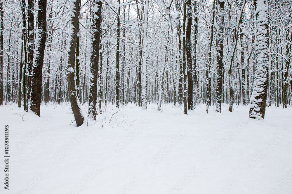 Winter forest and the road. Winter landscape. Forest landscape Winter forest and the road. Winter landscape. Forest landscape