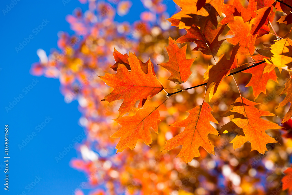 Autumn leaves on sunny day. Autumn leaves. Autumn forest. Autumn leaves on sunny day. Autumn leaves. Autumn forest.