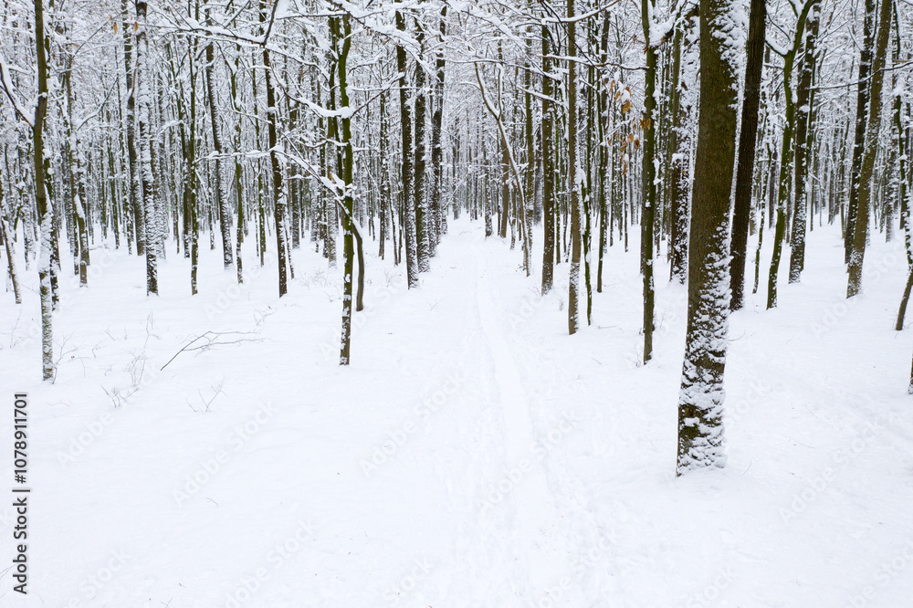 Winter forest and the road. Winter landscape. Forest landscape Winter forest and the road. Winter landscape. Forest landscape
