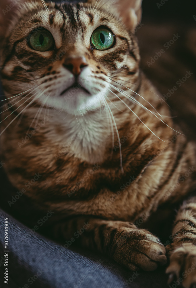 Naklejka premium Golden spotted bengal cat