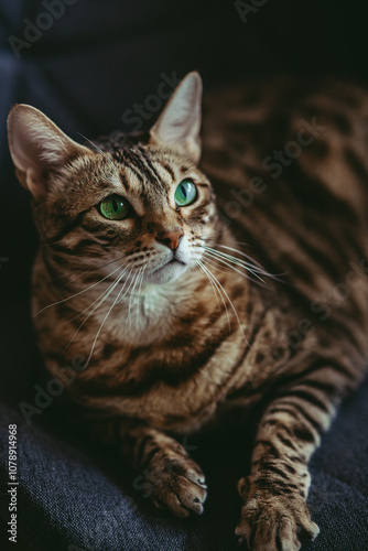 Golden spotted bengal cat