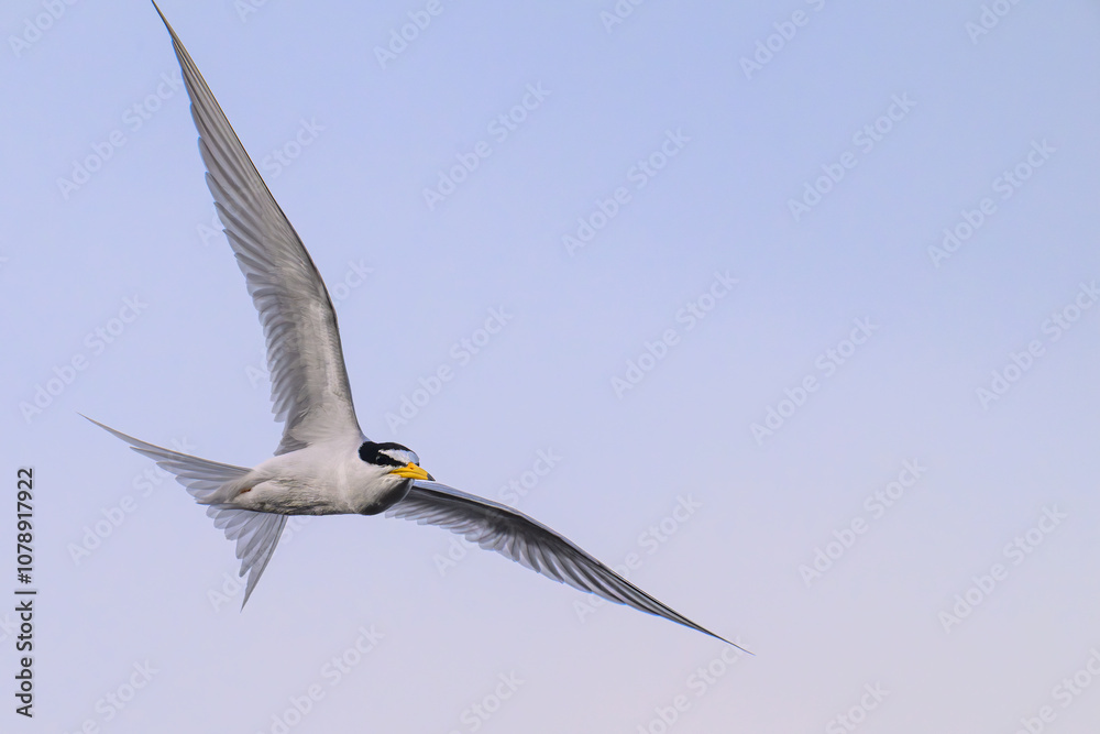 Fototapeta premium コアジサシ