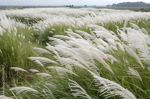 beautiful kashful field landscape with swaying white plumes.