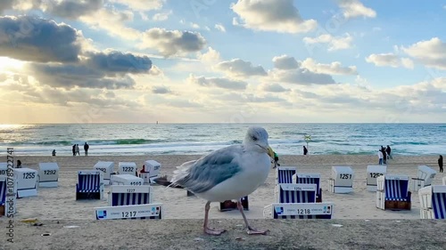 Albatross auf der Insel Sylt photo