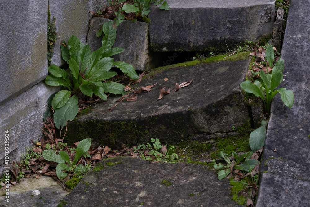 Variety of vegetation that is taking over an old cemetery. On tombstones, ground, stairs, paths... etc. Shot in the cemeteries of Montparnasse and Pere Lachaise (Paris, France). Variety of vegetation that is taking over an old cemetery. On tombstones, ground, stairs, paths... etc. Shot in the cemeteries of Montparnasse and Pere Lachaise (Paris, France).