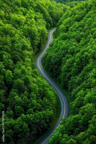 Curving Road Through Dense Green Forest Landscape