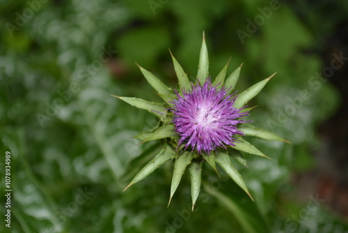 Thistle flower Rocky Mountains