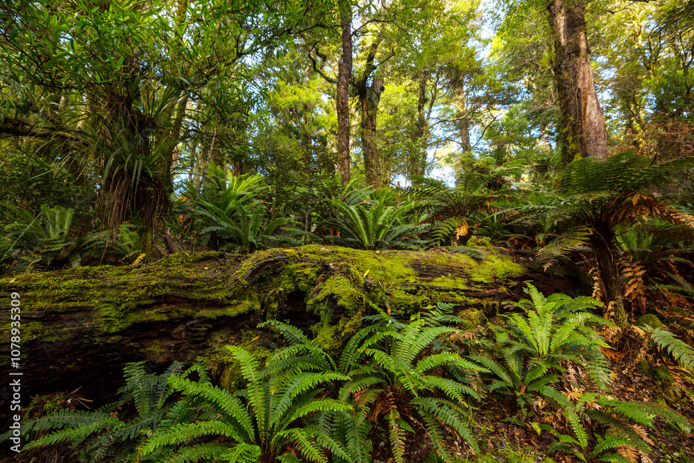 Fototapeta premium Rain forest