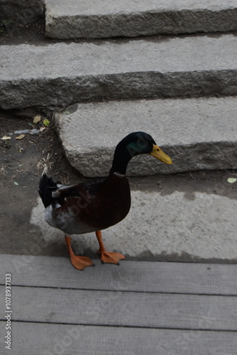 Pato