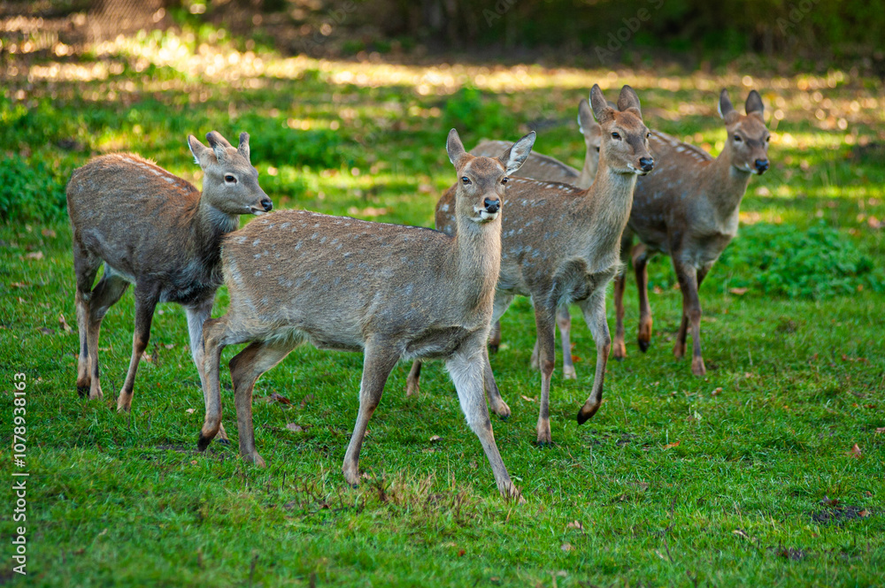 wild animals, deer in the forest, european fauna wild animals, deer in the forest, european fauna