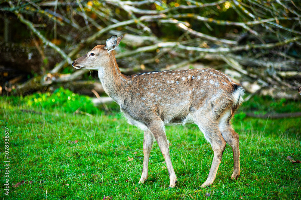 wild animals, deer in the forest, european fauna wild animals, deer in the forest, european fauna