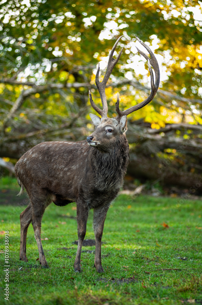 wild animals, deer in the forest, european fauna