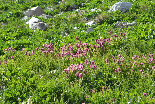 Rocky Mountains springtime bloom  photo