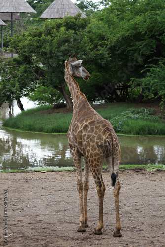 The giraff in the garden at nature sawana grass photo