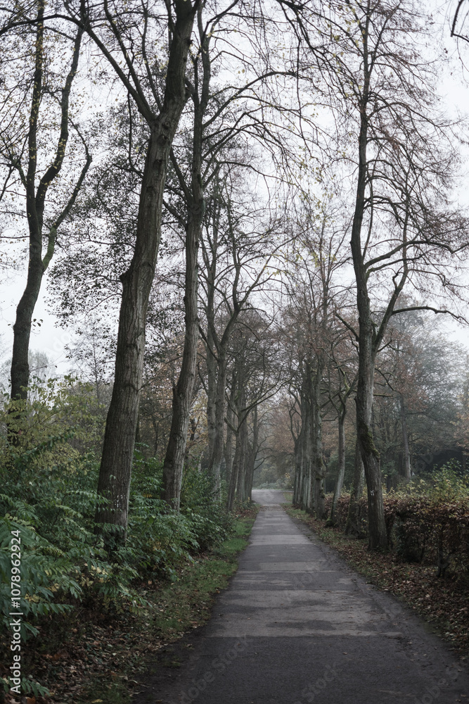 Empty paved road leading through a misty forest in autumn Empty paved road leading through a misty forest in autumn