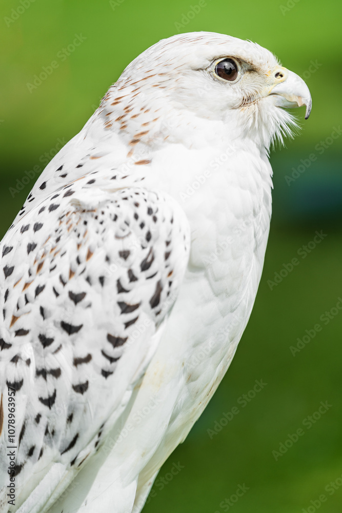 White falcon close up side view; wild bird of pray on blurry green background White falcon close up side view; wild bird of pray on blurry green background