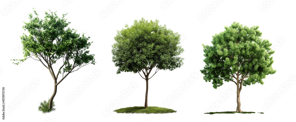 Large green trees for architecture visualization isolated on transparent background, die cut out png, 3D render Large green trees for architecture visualization isolated on transparent background, die cut out png, 3D render
