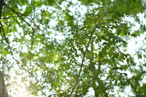 green leaves in the sun