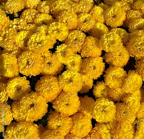 yellow chrysanthemum flowers