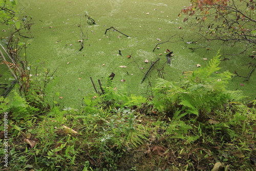 Green Moss Creek