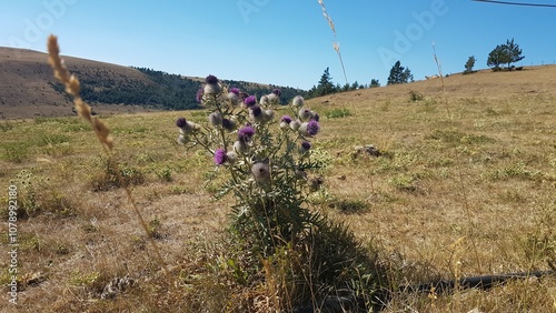 Slika na platnu Chardon en fleurs sur la cham des Bondons