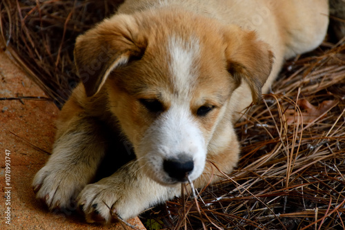 Cute Puppy resting