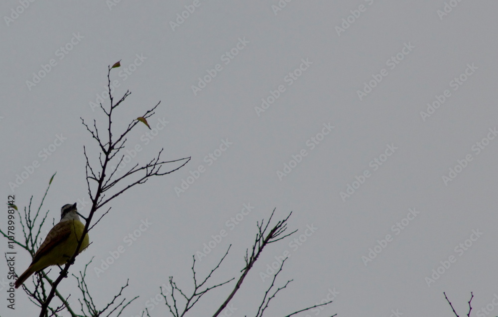 Great kiskadee on windy tree. (Pitangus sulphuratus) Great kiskadee on windy tree. (Pitangus sulphuratus)