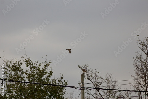 Fall cloudy sky view in countryside. Falcon mid-flight.