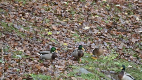 Ducks in the local park in Norway and a dog
