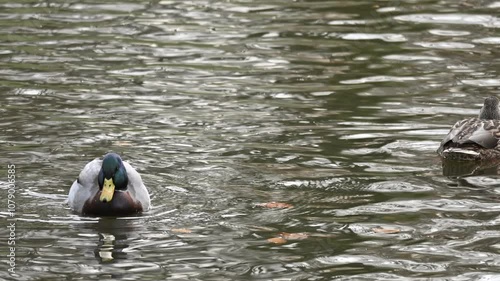 Ducks in the local park in Norway and a dog