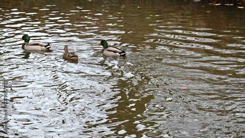 Ducks in the local park in Norway and a dog