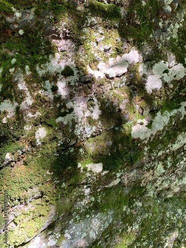 Abstract Close-Up of Moss and Lichen on Rock Surface