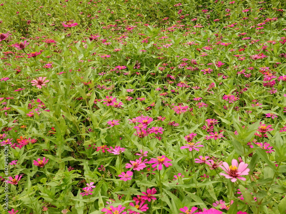 Sunny summer day.In a flower bed in a large number various zinnias grow and blossom. Sunny summer day.In a flower bed in a large number various zinnias grow and blossom.