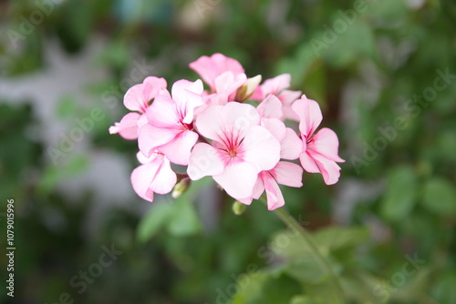 Geranium Zonal, Pelargonium hortorum with pink white flowers