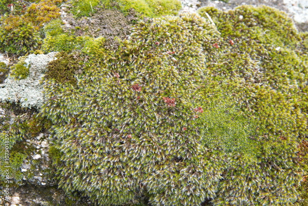 Old stone moss background, natural background mockup Old stone moss background, natural background mockup