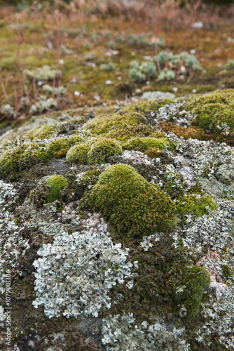 Old stone moss background, natural background mockup