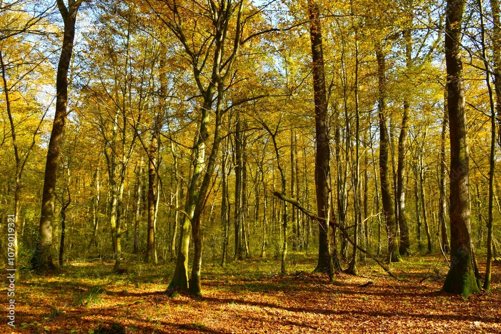 Obraz premium Autumn lowland hornbeam (Carpinus betulus) forest with yellow and orange foliage