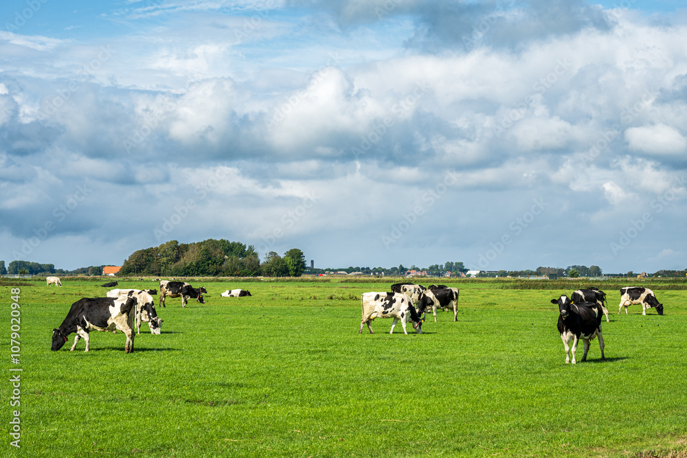 Holsteiner Kühe auf einer grünen Weide, Texel Holsteiner Kühe auf einer grünen Weide, Texel