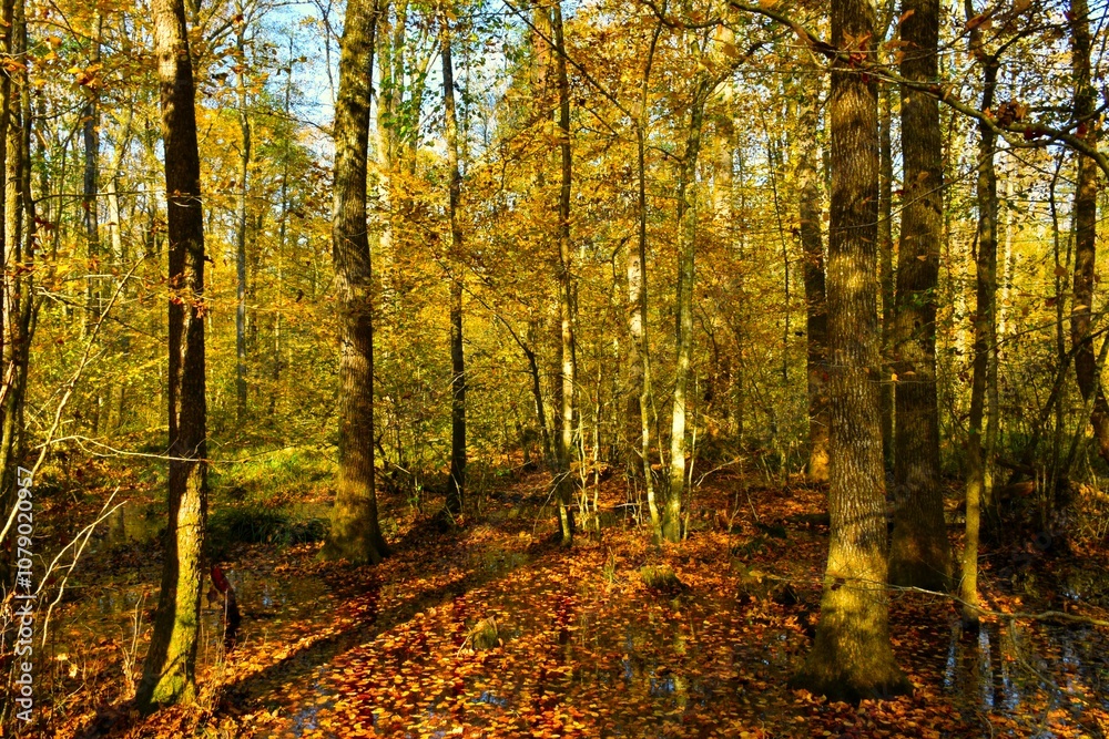 Fototapeta premium Yellow and golden colored swamp deciduous, broadleaf forest with leaves in the water
