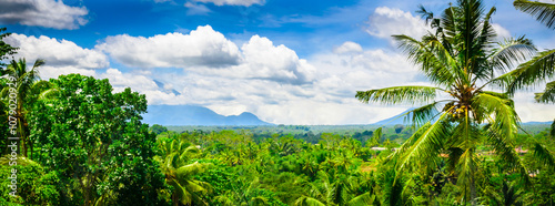 Obraz na płótnie Beautiful jungle forest in Bali, Indonesia w salonie