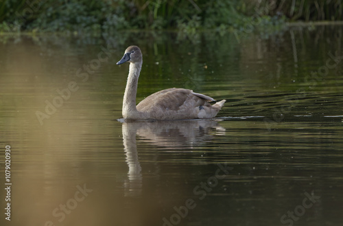 Fototapeta Naklejka Na Ścianę i Meble -  swan between reed, cute waterbird, young mute swan in the sunlight, young swan on the pond, young swan between green branches, elegant water bird in the pond