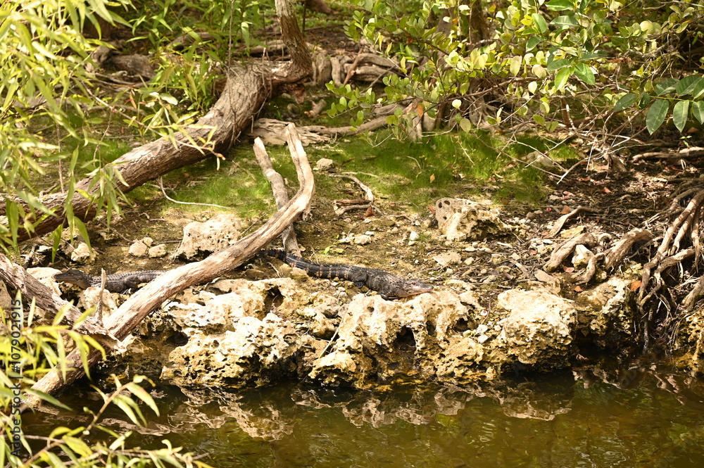 Naklejka premium ALLIGATOR - EVERGLADES