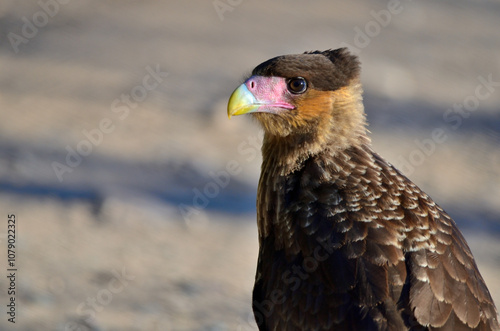 carancho (caracara planus), scavenger bird Argentine Patagonia photo