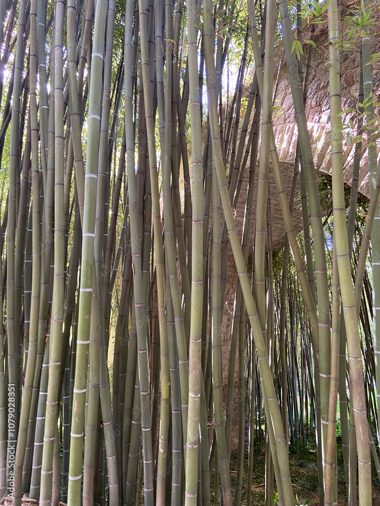 Obraz premium Forêt de bambous