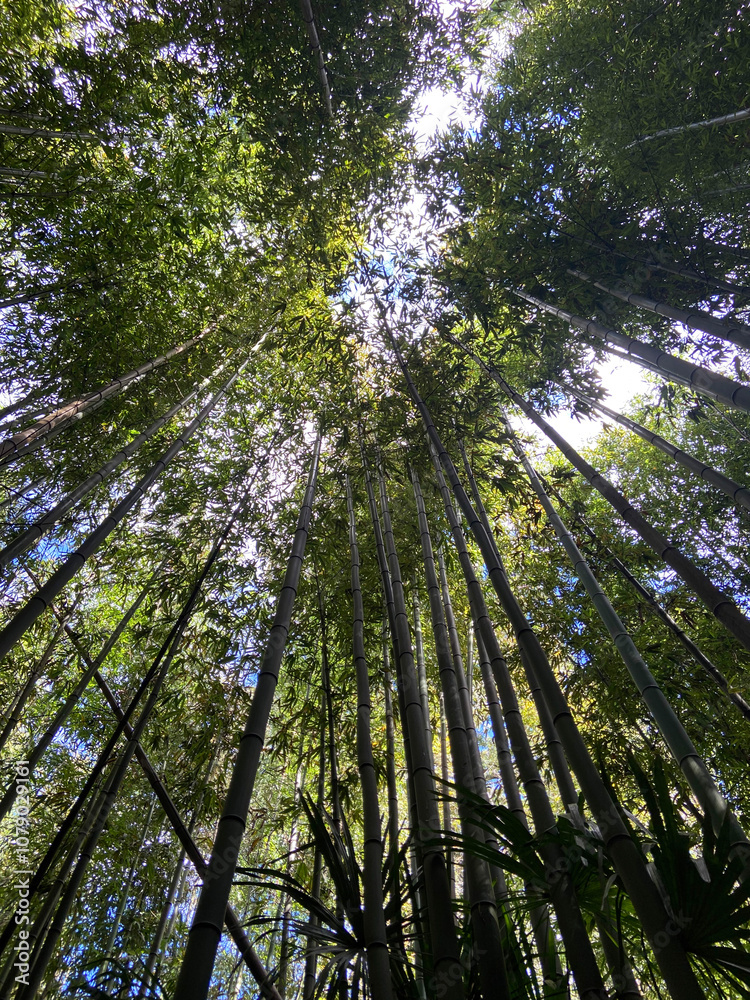 Fototapeta premium Forêt de bambous 