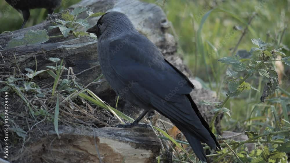 A western jackdaw (Coloeus monedula) walks on the ground, searching for food in slow motion. The bird's movements are clearly visible as it looks for something to eat. A western jackdaw (Coloeus monedula) walks on the ground, searching for food in slow motion. The bird's movements are clearly visible as it looks for something to eat.